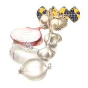 Oceanic Foods Ltd Share Price